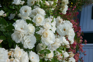 White roses. Greytown New Zealand