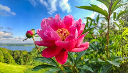 a vibrant pink peony flower isolated on a background 