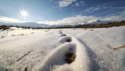 Fototapeta na wymiar close up on fresh and wild animal trace on snow