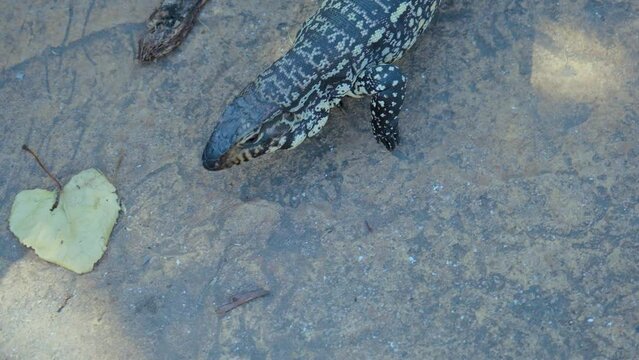 Argentine black-and-white tegu (Tupinambis merianae), reptiles, predator