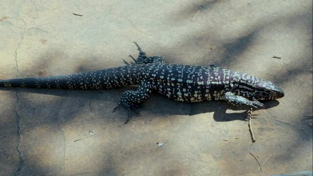 Argentine black-and-white tegu (Tupinambis merianae), reptiles, predator