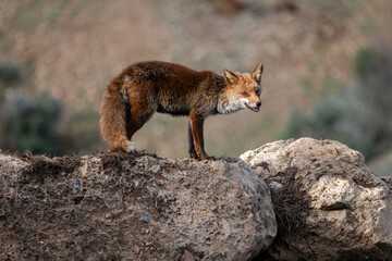 Beautiful full body side portrait of a common red fox on some rocks chewing on something it has found while looking ahead in the Sierra Morena, Andalucia, Spain, Europe