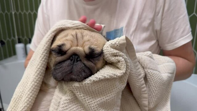 bathing a dog, pug is dried with a towel after bathing