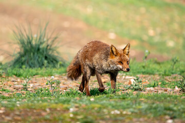 Beautiful portrait of a common red fox walking through the grass with a bush and vegetation in the background in the Sierra Morena, Andalusia, Spain, Europe