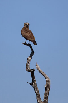 Einfarb-Schlangenadler / Brown snake eagle / Circaetus cinereus.