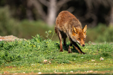 Beautiful portrait of a common red fox with a damaged eye walking on the grass with flowers around, with vegetation and trees out of focus in the background in the Sierra Morena, Andalusia, S