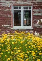 Keuken spatwand met foto Flowers in garden. Porangahau. Hawke's Bay New Zealand. Village life. © A