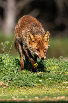 Beautiful vertical portrait of a common red fox with a damaged eye walking on the grass with flowers around and with vegetation in the Sierra Morena, Andalucia, Spain, Europe