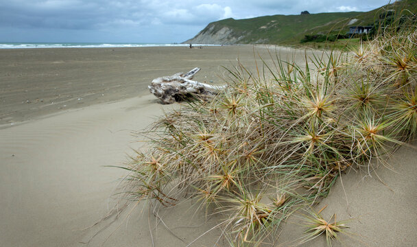 Thisle and Thriftwood at beach. Coast Porangahau beach. Hawke's Bay New Zealand.
