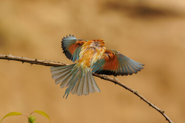 The Bee-eater interesting view