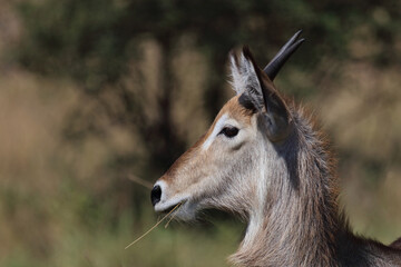Wasserbock / Waterbuck / Kobus ellipsiprymnus..