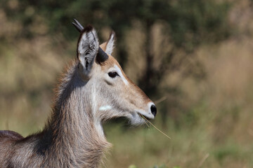 Wasserbock / Waterbuck / Kobus ellipsiprymnus..