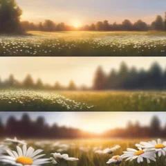 Fotobehang Three landscapes of white chrysanthemums in fields at sunset. © mohamedmostapha