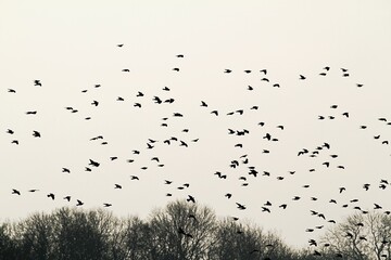 Vogelschwarm im Flug
