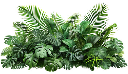 Jungle foliage plant bush floral arrangement nature - obrazy, fototapety, plakaty