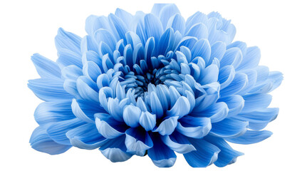 Blue flower with clipping path. Close up