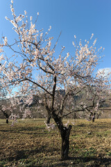 Fototapeta premium Almond tree in flower, Spain