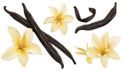 Vanilla pods and flowers set