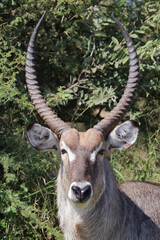 Fototapeta premium Wasserbock / Waterbuck / Kobus ellipsiprymnus