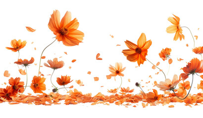 Beautiful orange cosmos flower falling in the air - obrazy, fototapety, plakaty