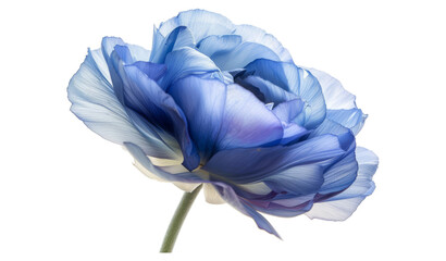 Studio Shot of Blue Colored Eustoma Flower