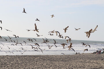 Vogelschwarm hebt ab