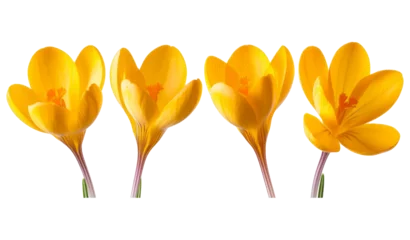 Meubelstickers Yellow flower - crocus © Zaleman