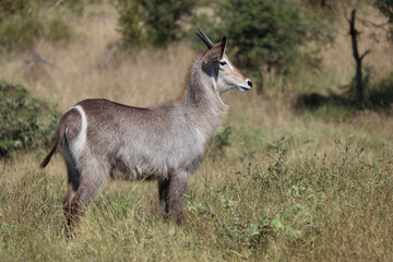 Wasserbock / Waterbuck / Kobus ellipsiprymnus..