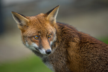 European Red Fox with bright orange eyes