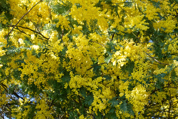 arbre de mimosa en fleur