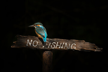 Kingfisher - low key picture