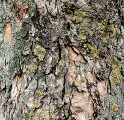 texture of a tree trunk overgrown with moss
