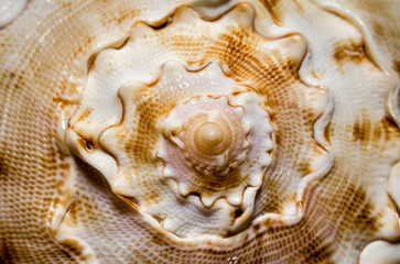 large spiral sea shell close-up abstract texture macro