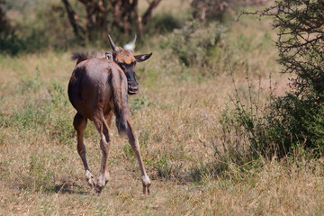 Streifengnu / Blue wildebeest / Connochaetes taurinus......Streifengnu / Blue wildebeest / Connochaetes taurinus..