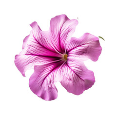 Petunia isolated on transparent background