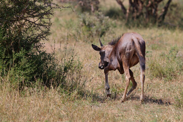Streifengnu / Blue wildebeest / Connochaetes taurinus......Streifengnu / Blue wildebeest / Connochaetes taurinus..