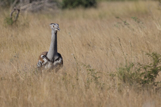 Riesentrappe / Kori bustard / Andreotis kori.