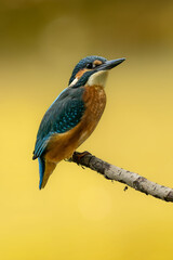Kingfisher observes the surroundings