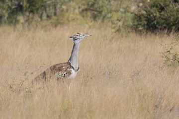 Riesentrappe / Kori bustard / Andreotis kori.