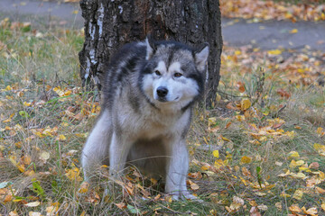 A Malamute dog relieves itself near a tree.