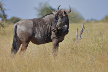 Obraz premium Streifengnu / Blue wildebeest / Connochaetes taurinus