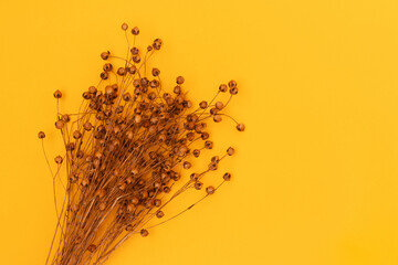 Bouquet of dry flax flowers on a yellow background with place for text. Selective focus.