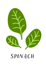 Spinach leaves isolated on white background. Healthy vegan food. Icon of spinach. Cartoon vector illustration. 