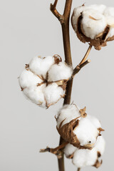 Close up of beautiful branch with cotton bolls. Floral modern background