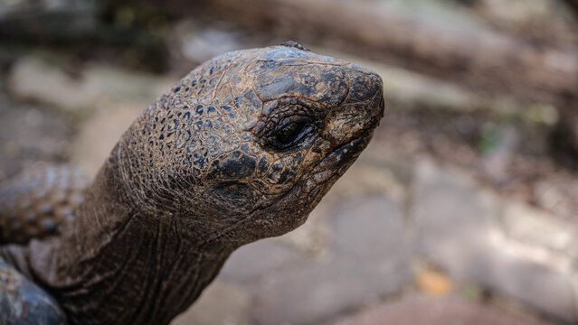 giant island turtle