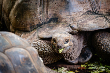 turtle eating lettuce