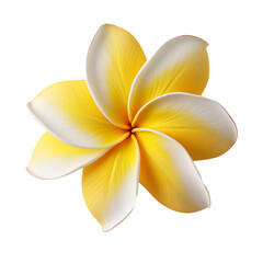 Plumeria isolated on transparent background