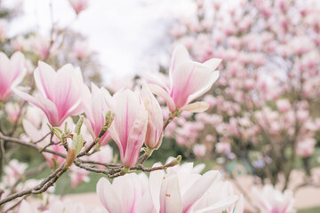Blooming pink magnolia in the park on a sunny day. The spring tree is blooming in the garden