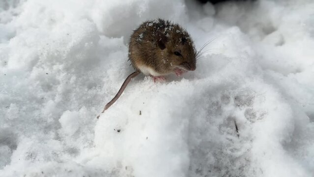 Ukraine, Carpathians, a cat catches fat mice in winter and plays with them for a long time. A cruel game is normal for nature; the mouse has resigned itself to its fate.