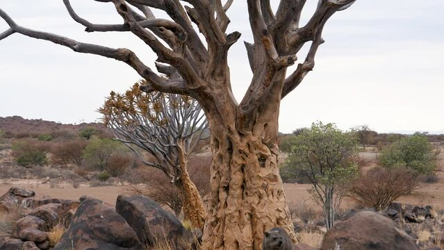 Quiver tree on rocks stones hill with sprouts of seeds and flowers near Keetmanshoop in Namibia. Travel to african wild nature